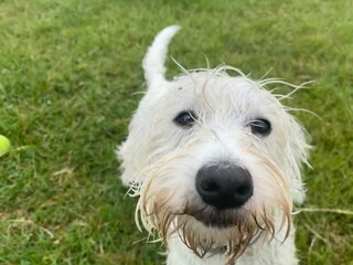 Funny looking dog, west highland white terrier