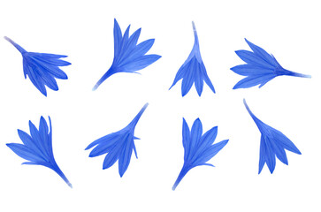 Blue cornflower petals isolated on white background, top view. Background of blue cornflower petals isolated on white. Set of blue cornflower petals isolated on white background, top view. Floral set.
