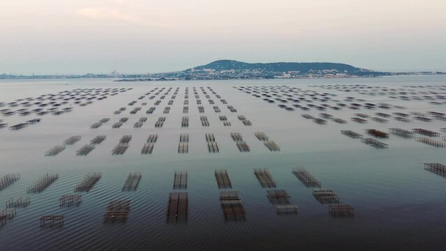Aerial panorama of oyster tables in Bouzigues on the Thau lagoon, in H&eacute;rault in Occitanie, France