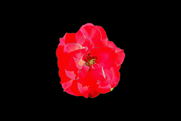 Red rose on a black insulated background
