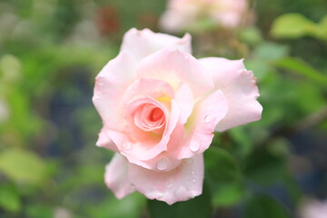 庭園のバラの花