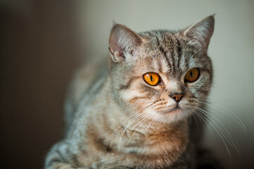 Fototapeta premium British Shorthair cat with yellow eyes lying on table