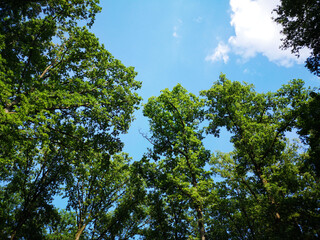 trees in the forest and blue sky