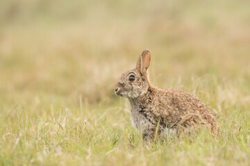 Rabbit (Oryctolagus cuniculus)
