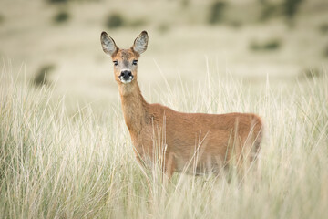 Roe Deer (Capreolus capreolus)