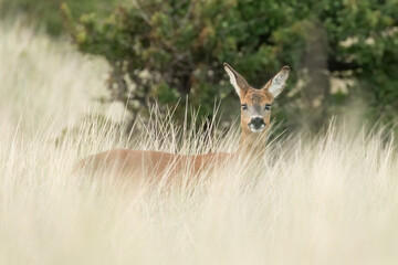 Roe Deer (Capreolus capreolus)