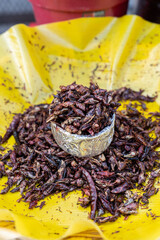 Close-up of a bowl of fried and salted grasshoppers from Oaxaca (translation: chapulines)