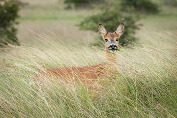 Roe Deer (Capreolus capreolus)