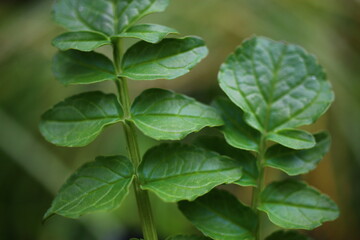 Inkarwilla zwarta Incarvillea compacta