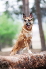 Ginger mix breed dog posing in the spring forest