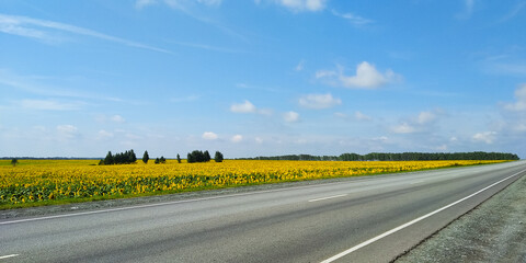 A field of yellow sunflowers next to a two-lane asphalt road against a blue sky and clouds