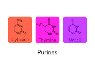 Purines Nitrogenous bases. Nucleotide used in DNA and RNA synthesis chemical structure on colorful background.