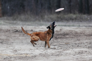 Belgian shepherd malinois dog playing with frisbee disc in the forest