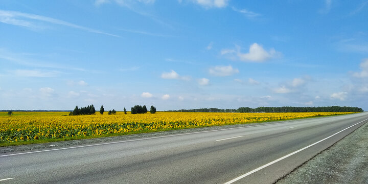 A field of yellow sunflowers next to a two-lane asphalt road against a blue sky and clouds