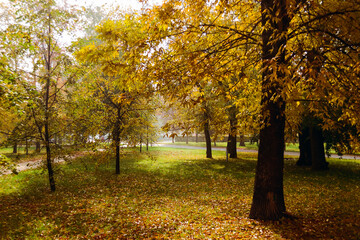 Trees with golden foliage stand on the ground strewn with autumn leaves in an autumn park in Germany in the morning