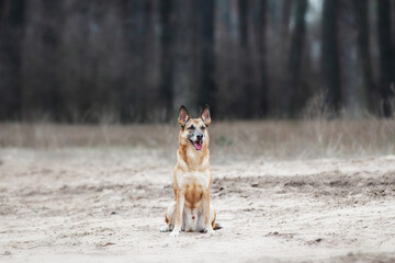 Ginger mix breed dog posing in the spring forest