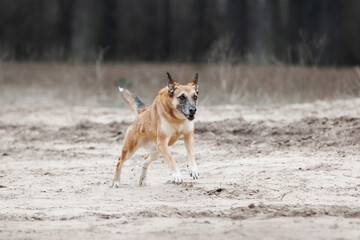 Ginger mix breed dog running in the spring forest
