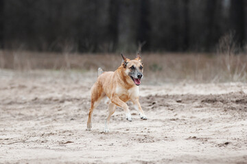 Ginger mix breed dog running in the spring forest