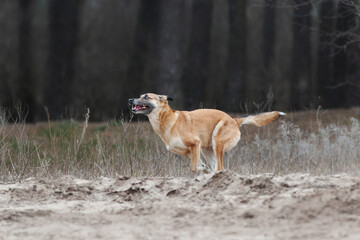 Ginger mix breed dog running in the spring forest