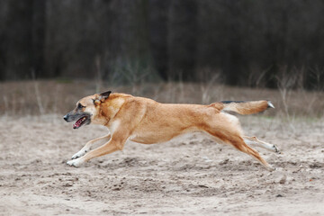 Ginger mix breed dog running in the spring forest