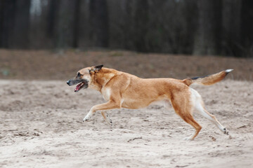 Ginger mix breed dog posing in the spring forest