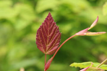 初夏の緑をバックに、シモツケの一枚の赤い葉と若芽のアップ。