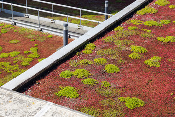 Green roof covered in Sedum for rain water conservation, roof garden - Powered by Adobe