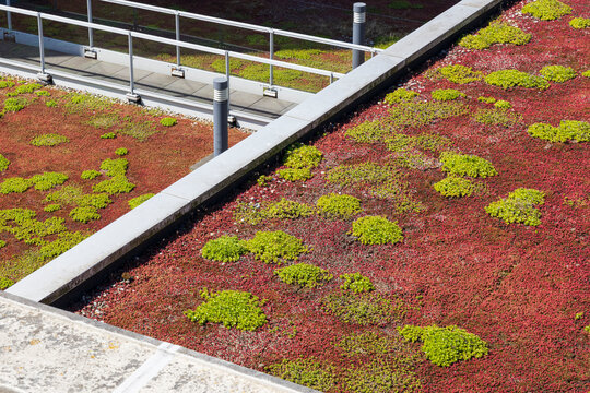 Green roof covered in Sedum for rain water conservation, roof garden