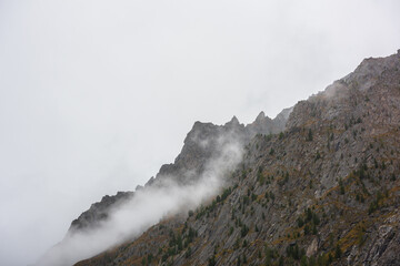 Big low cloud lies on high sharp rocks with coniferous trees and autumn flora in overcast. Fading autumn colors on high mountain wall with pointy peak among low clouds. Peaked top under cloudy sky.