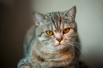 Fototapeta na wymiar British Shorthair cat with yellow eyes lying on table