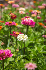 Pretty Zinnia Flowers, with a Shallow Depth of Field