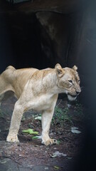 portrait of a lion