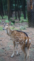 deer in the forest