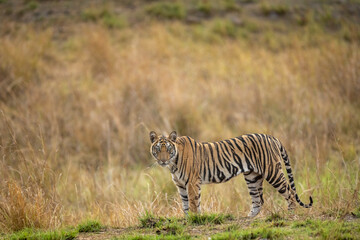 Indian wild bengal female tiger side profile standing with eye contact in natural green background at tala bandhavgarh national park forest umaria madhya pradesh india asia - panthera tigris tigris