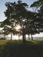 Lake at sunset, backlight at dusk powerfully illuminating the trees