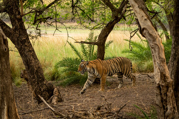 wild bengal female tiger side profile strolling in natural scenic green background in jungle safari at ranthambore national park forest tiger reserve sawai madhopur rajasthan india - panthera tigris