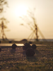 Pine cones glowing orange in the sunlight in a park at dusk