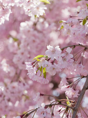 Fototapeta na wymiar Spring, beautiful cherry blossoms with bright peach color
