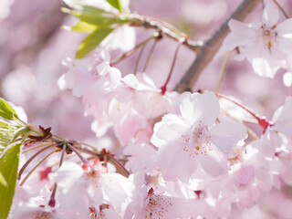 Spring, beautiful cherry blossoms with bright peach color