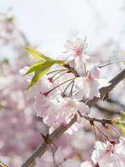 Spring, beautiful cherry blossoms with bright peach color