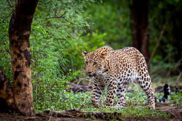 Indian wild male leopard or panther walking head on with an eye contact in natural green background during monsoon season wildlife safari at forest of central india - panthera pardus fusca