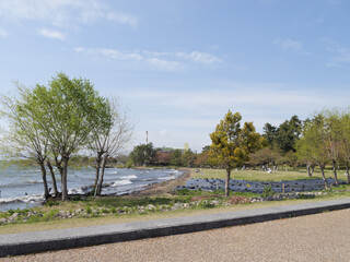 A tree growing near a large lake on a sunny spring day