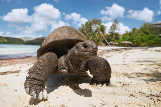 Aldabra giant tortoise on sand beach. Close-up view of turtle in Seychelles..