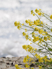 Spring lakeside, bright yellow rape blossoms swaying in the strong wind