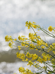 Spring lakeside, bright yellow rape blossoms swaying in the strong wind