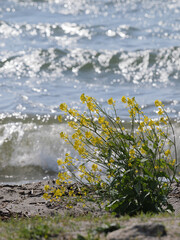 Spring lakeside, bright yellow rape blossoms swaying in the strong wind