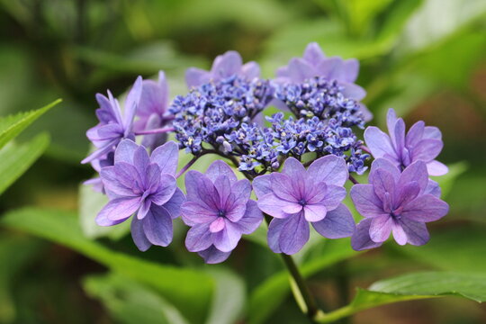 ティンカーベル Images Browse 24 Stock Photos Vectors And Video Adobe Stock