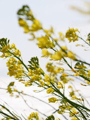 Spring meadows, yellow rape blossoms swaying in the strong wind