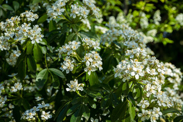 Mexican orange blossom in spring