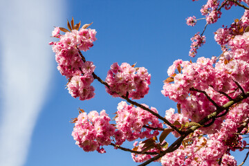 Japanese cherry blossom branch in spring